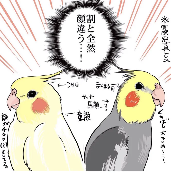 個鳥差が面白い #オカメインコ 