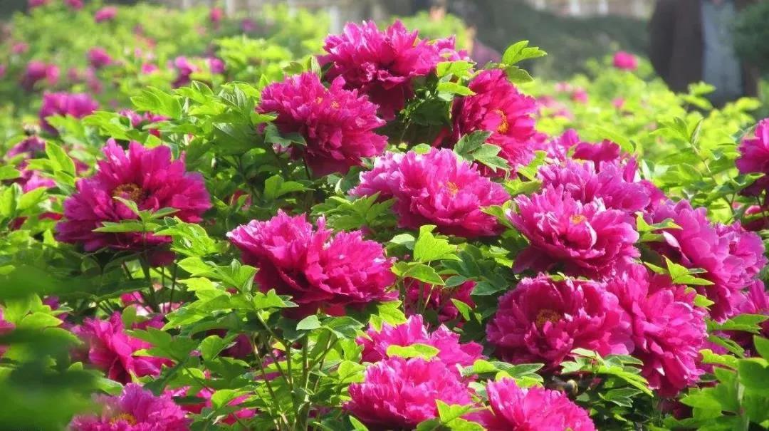 Kunshan_China's tweet photo. Fairies in beautiful full dress! Thousands of rare peonies are blooming gorgeously at a peony garden in #Kunshan. The pinkish and red-colored flowers pile on top of each other, forming a wonderful picture of the vibrant spring. #KunshanInSpring https://t.co/AVe1aFNEmK