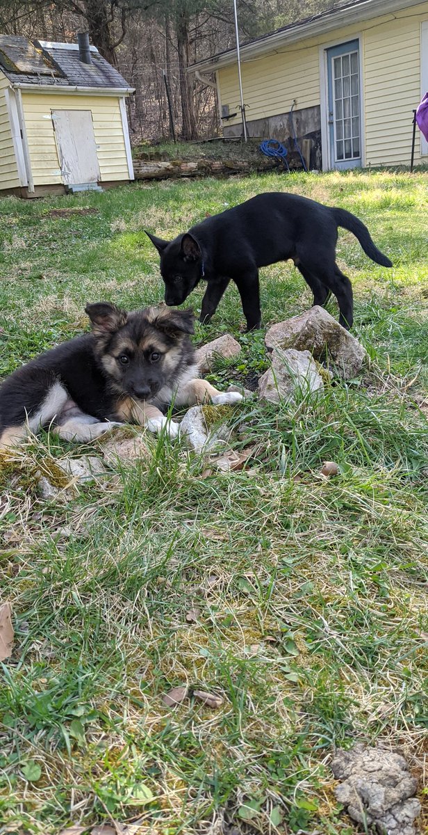 ThomMerrilin4's tweet photo. @pbcwrites Puppies😁😁 https://t.co/iRobGyVa21