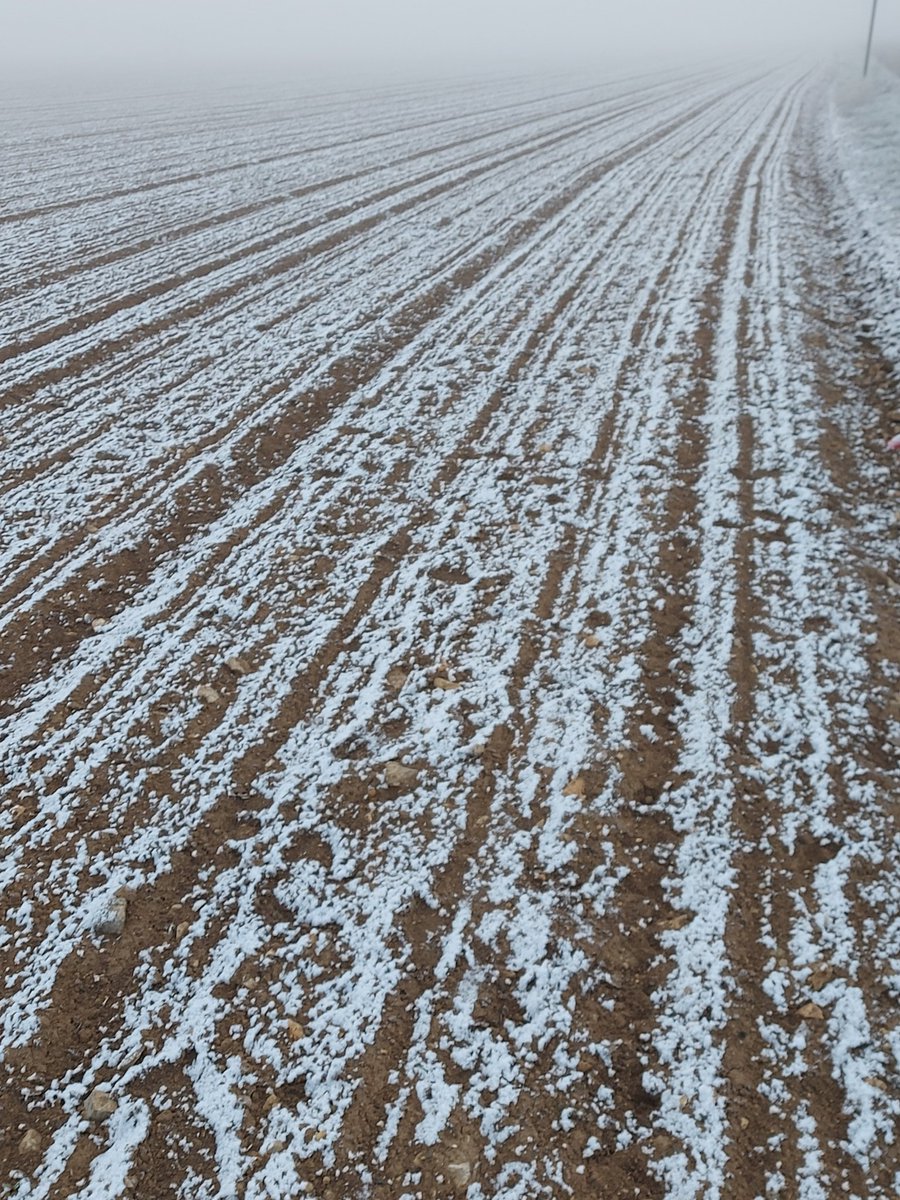 PeleAlexandre's tweet photo. Gel hier, neige ce matin. Dégâts irréversibles pour @_MissBetter . Planteurs abbatus. La filière dans un corner réglementaire. Réagissons pour éviter une nouvelle catastrophe pour notre région @ITB_CVLetIDF @CGB_FR @J_Denormandie @Cristal_Union @RCValdeLoire https://t.co/pnUDjnIl7q