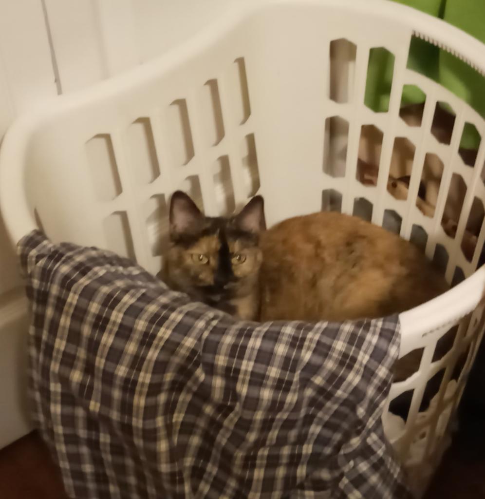Managed to get a picture of Quinn chilling in my laundry hamper - she hasn't done this in a REALLY long time! 😸🗑👀📸☺ #tortieswithcartoonists #tortiesofinstagram #sillykitty #kittyinthebasket #catsareweird