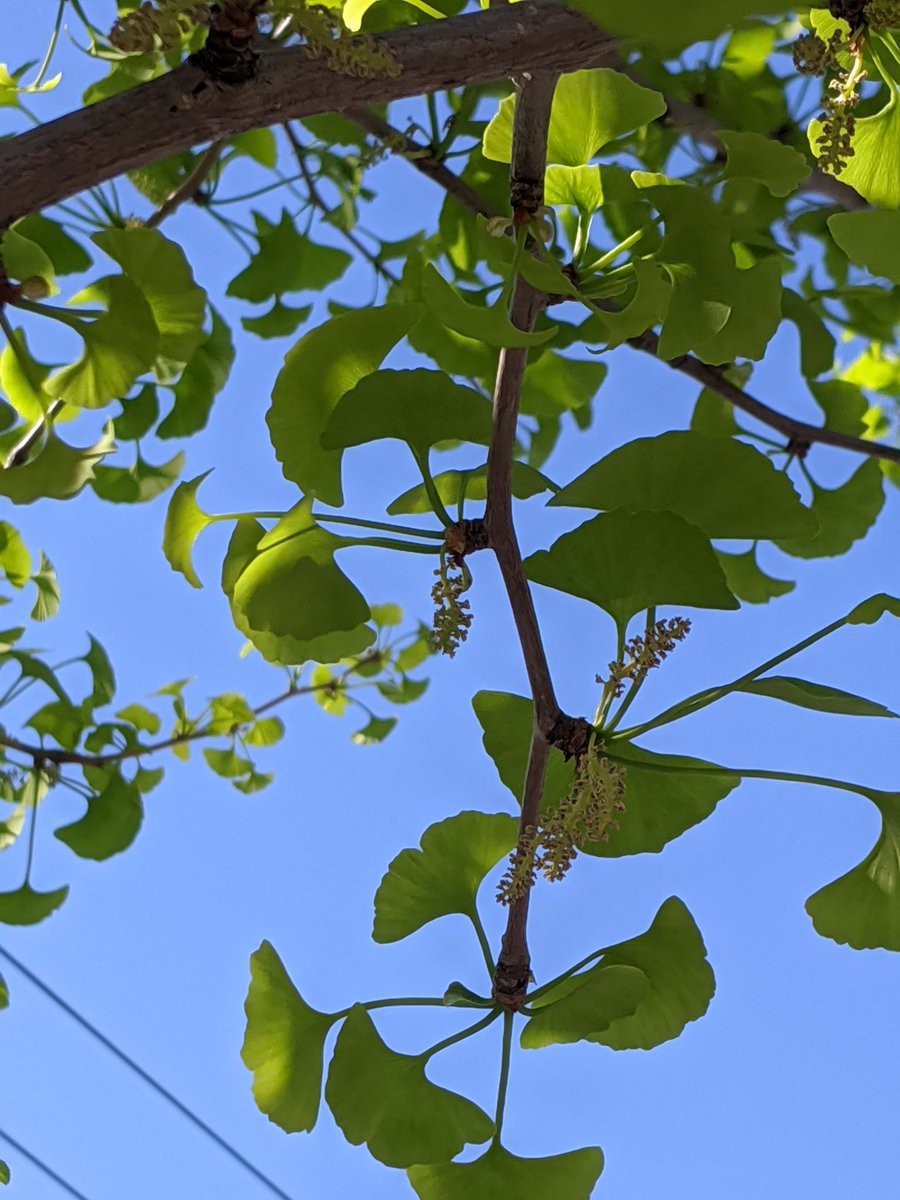 イチョウの花 イチョウの花