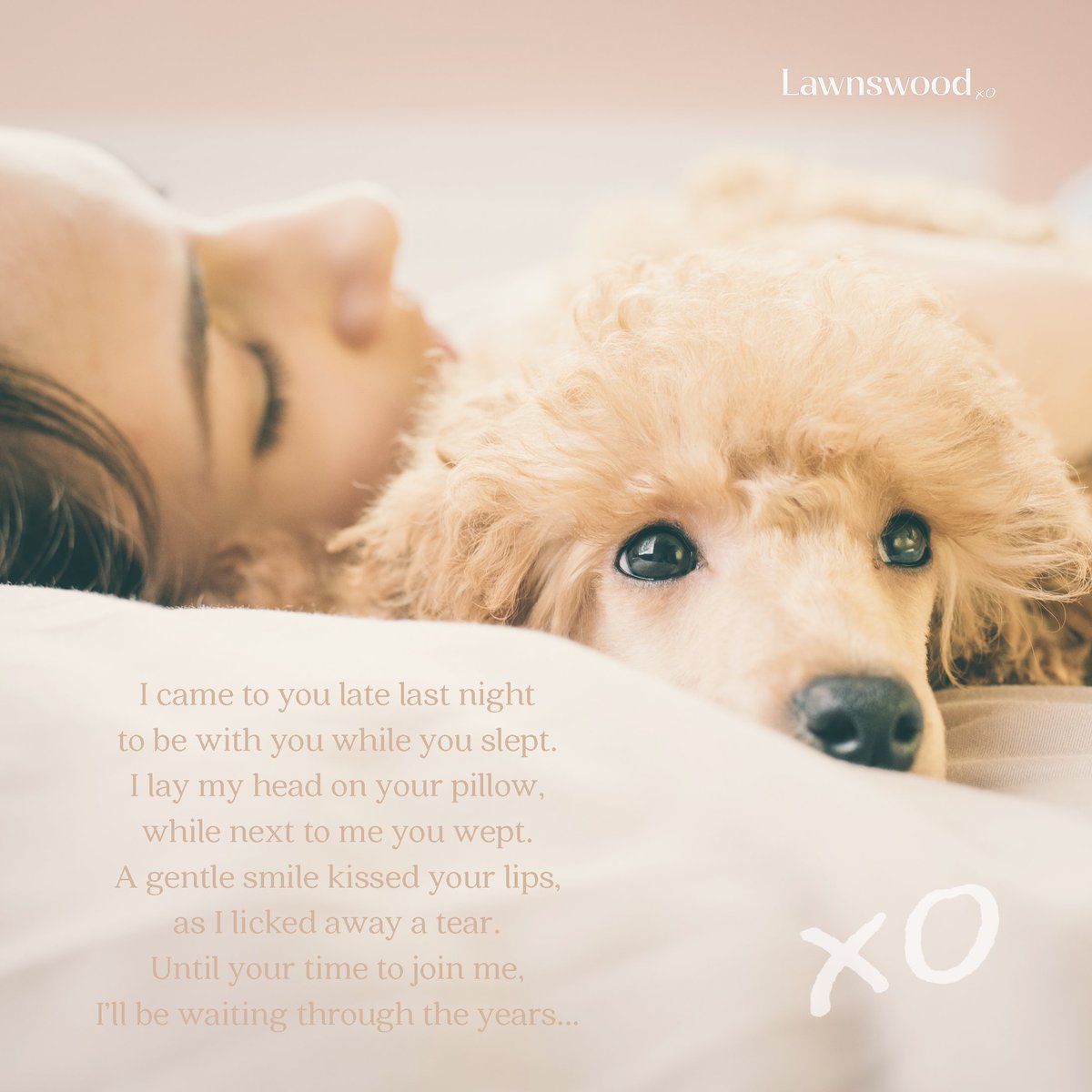 I came to you late last night
to be with you while you slept.
I lay my head on your pillow,
while next to me you wept.
A gentle smile kissed your lips,
as I licked away a tear.
Until your time to join me,
I’ll be waiting through the years xo
#petsarefamily #petsofperth #lawnswood