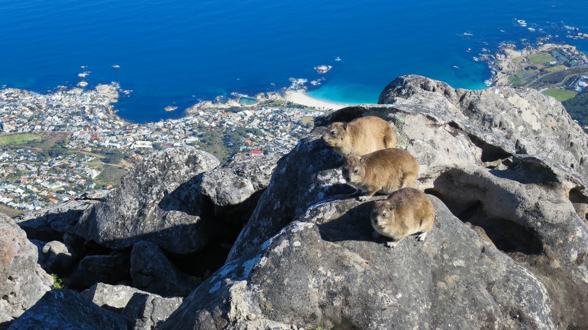 His 世界一周旅行デスク His Kaigaihatsu Twitter