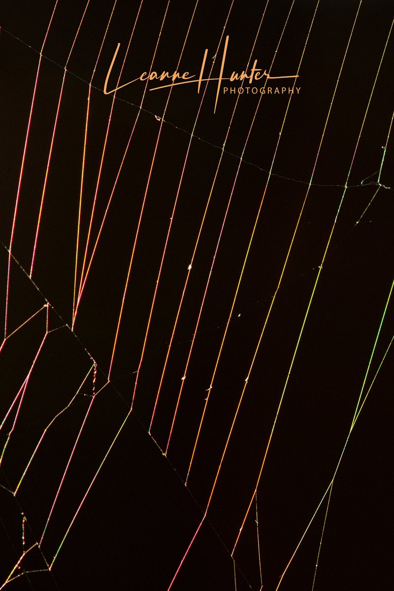 Beauty can be found everywhere in nature. This spider web shimmered beautifully in the sun. This image was taken slightly out of focus to capture the wonderful colours. :) Try it for yourself. 😍Hope you have a lovely day. 😊 #web #spider #colour #wildart #photo #nature #wildlife