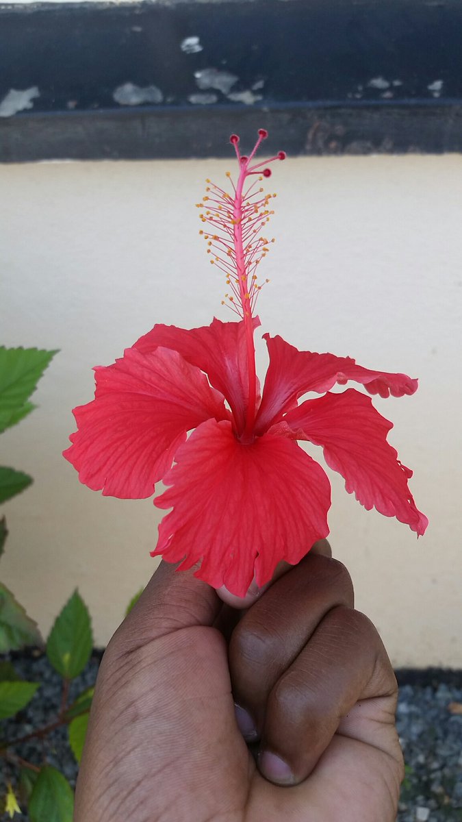 XolaniSok's tweet photo. Do things with love not for love and recognition . Remember let hate own no place in your life and let love rule your life
#Xola #Xolela  #Xolisa 
     Goodmorning FAHM https://t.co/GmZZHfs3Ji