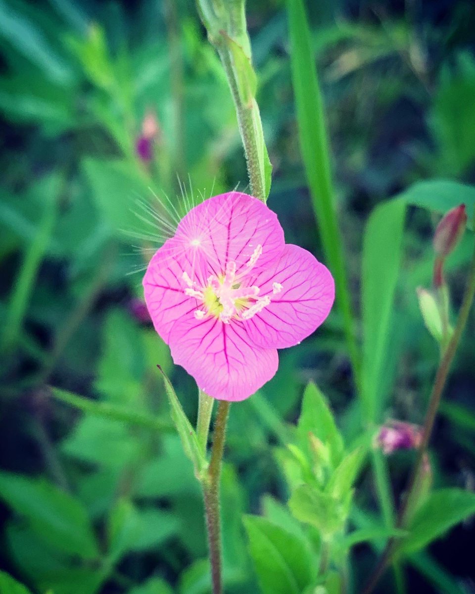 昼顔 画像 最新情報まとめ みんなの評価 レビューが見れる ナウティスモーション