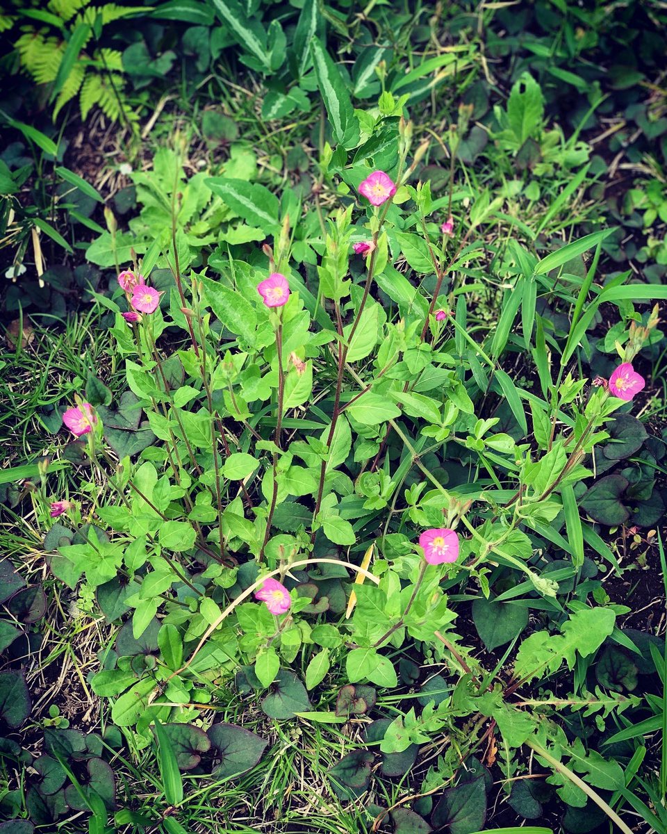 昼顔 画像 最新情報まとめ みんなの評価 レビューが見れる ナウティスモーション