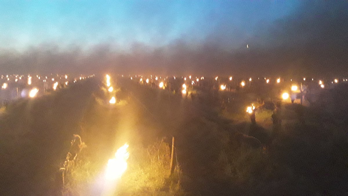 CheneDeVie's tweet photo. Vignoble nantais ce matin. #vignoble #floraison #Gel A la recherche de solutions Eco-Responsables pour protéger les cultures. #climat https://t.co/Z7uXHdx126