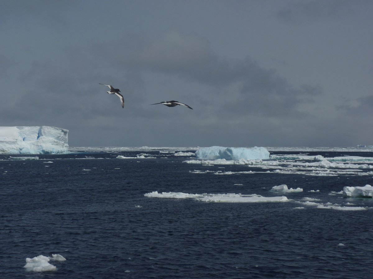 NinaDehnhard's tweet photo. Do #Antarctic fulmarine #petrels make use of #katabatic #wind conditions to commute to and from to their #foraging sites? And how does morphology affect the use of winds? Read the answers in my latest paper https://t.co/NaKSY6FzA5
@NINAnature #ecology #seabirds https://t.co/2nea5oluy3