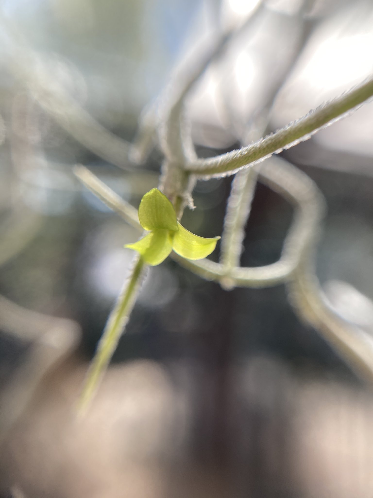 Airplants Lang Ja Twitter Search Twitter