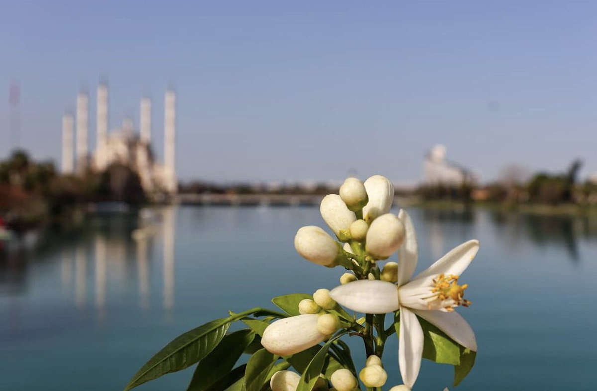 Bugünlerde bahar indi 
Çukurova’nın düzüne
donandı ağaçlar
donandı dünya
bir ışık fışkırır topraktan yağmur gibi
bir güneş doldurur ortalığı
nennilendi dağlar
çiçeğinden kuşundan böceğinden suyundan kokusundan...
bir yanı pamuk aklığında
bir yanı billur

- Yaşar Kemal