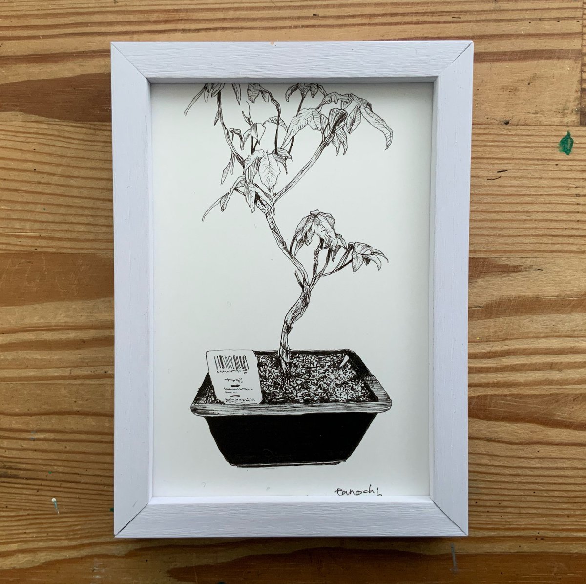 たのち 俺は絵描きで食っていく 今日の一枚 盆栽 カエデ Art Artwork Artist Acrulicpainting Drawing Painting Artlovers 일러스트 아트 그림 絵 ペン画 ペン画アート カラーイラスト モノクロイラスト ラインアート T Co たのち 俺は絵描きで食っていく 今日の一枚 盆栽 カエデ Art Artwork Artist Acrulicpainting Drawing Painting Artlovers 일러스트 아트 그림 絵 ペン画 ペン画アート カラーイラスト モノクロイラスト ラインアート T Co