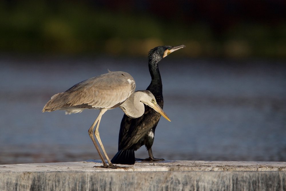 vAlbum | مكتبة الوسائط العمانية tweet media