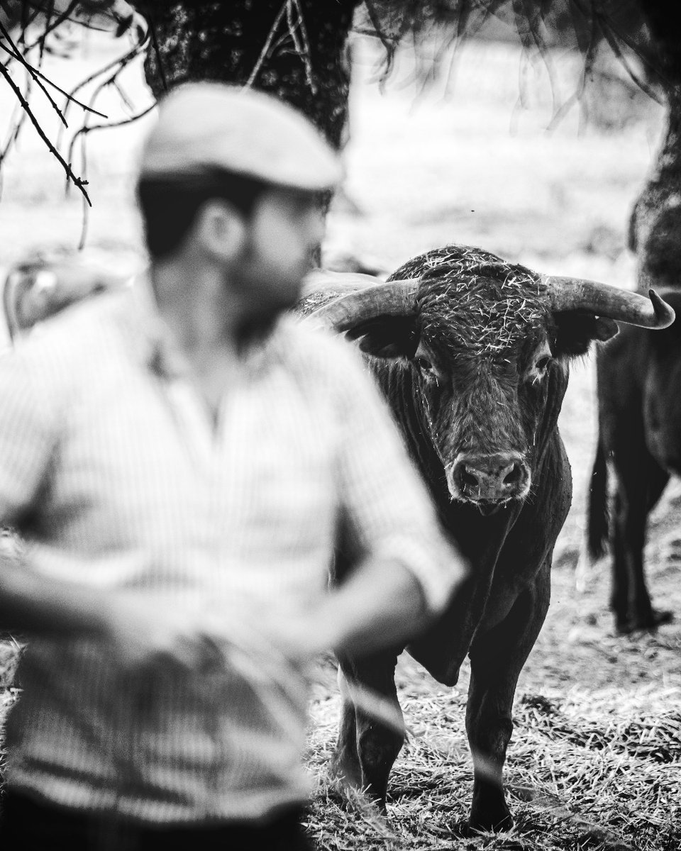 Miradas que dan los buenos días.

#umavacam #mayorales #vaqueros  #BuenosDias
