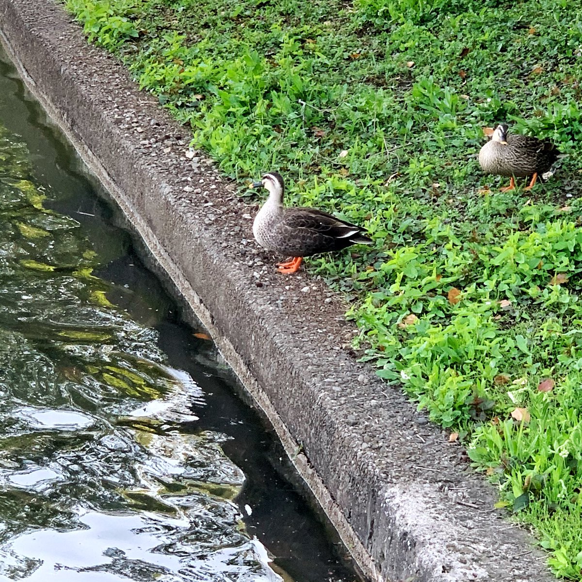 鴨見た後に鴨食ってる 