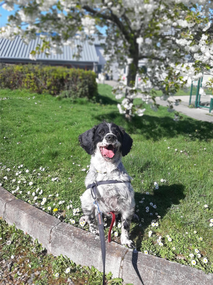 DogsTrust_IE's tweet image. If these photos of Arthur happily posing in front of a pretty tree don't bring a smile to your face, we're not sure what will!
#HandsomeBoy #MidweekMotivaton
 
dogstrust.ie/rehoming/dogs/…