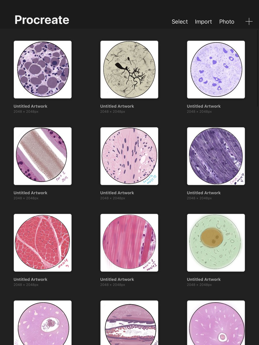 juberry134340's tweet image. sharing some of my drawing for our histology laboratory class ❣️