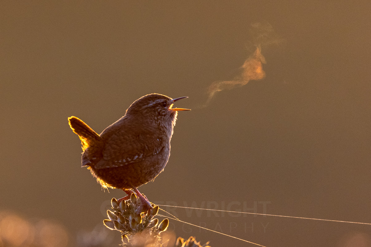 The Wren's Breath

I had a vision of this photograph about 3 weeks ago and this morning after a lot of effort all the relevant bits came together and I finally managed to photograph a wren's breath

Canon R5 and Canon 800mm L