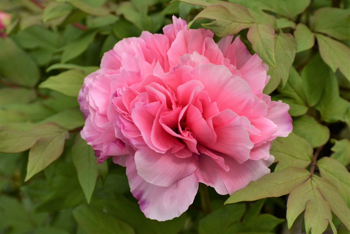 Kyushibarikyu's tweet image. 【The garden is currently closed】In China, the #moutan #peony is called “hua wang” or “king of flowers”. It symbolizes the elegance of a king and nobility. Does this flower give you the perception of royalty? #Tokyo #Japanesegardens #spring