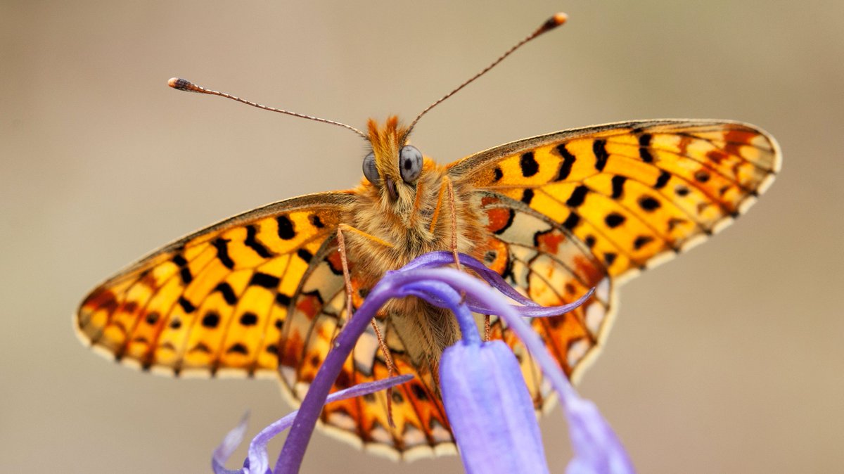 savebutterflies's tweet image. Spotted a Butterfly but aren’t sure which one?

You can use our handy ID page to find out what it is!

Click here: butterfly-conservation.org/butterflies/id…