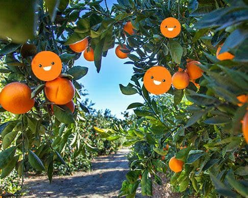 OrangeSwap 🍊 tweet media