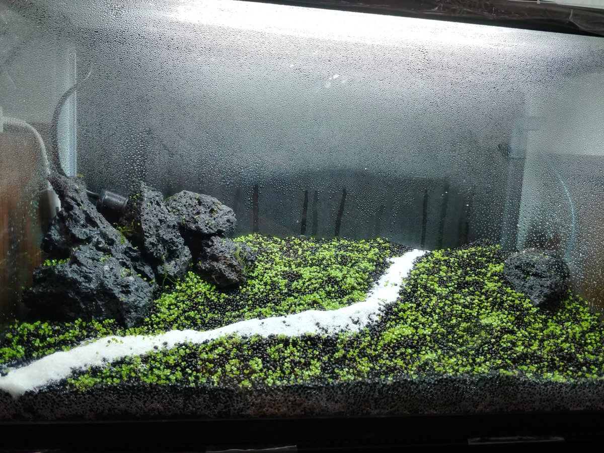 水草絨毯 水草絨毯