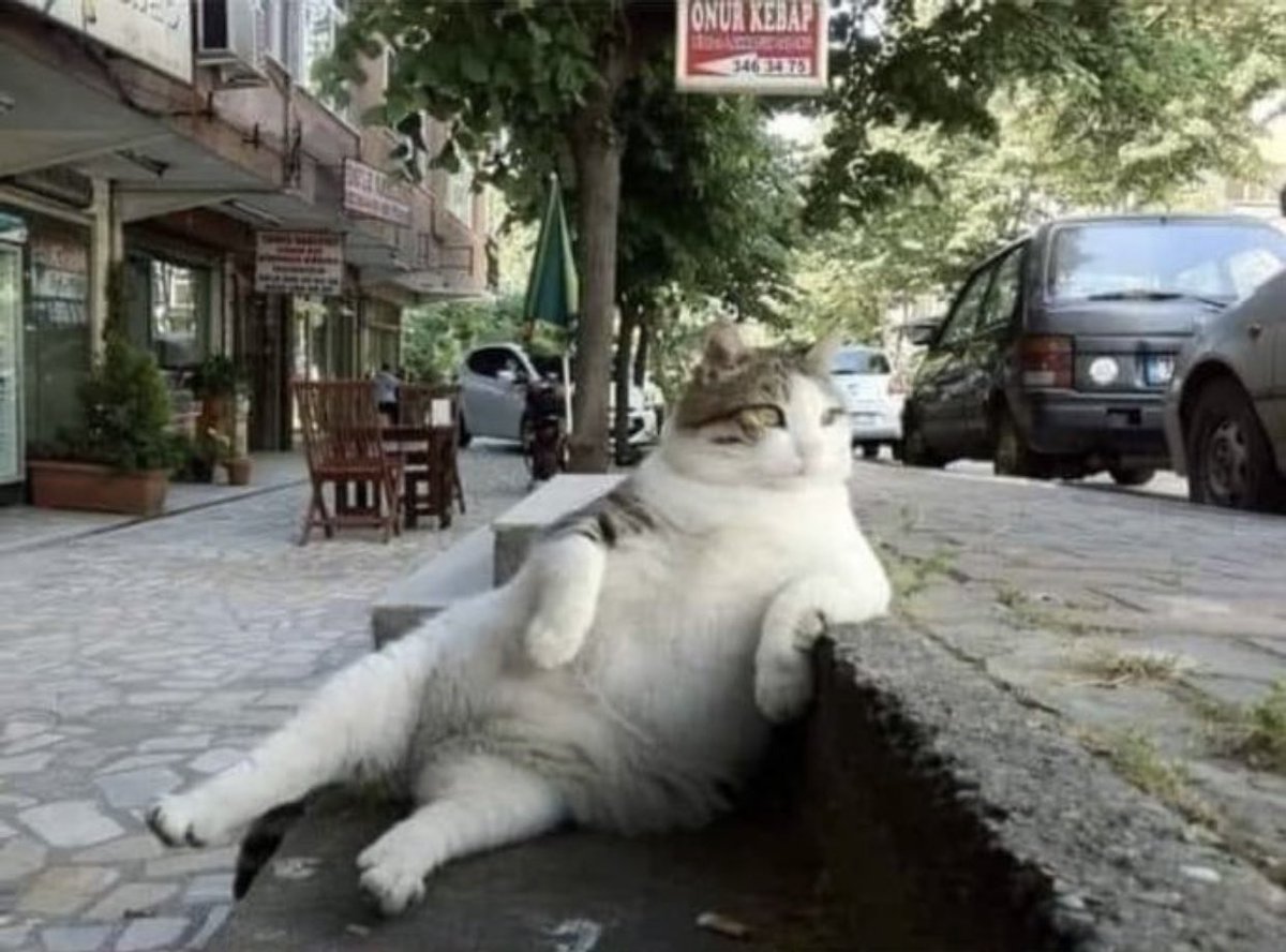 トルコの店前の階段で毎日のように同じポーズを取っていた猫 亡くなった後同じ場所に記念碑が建てられ話題に Togetter