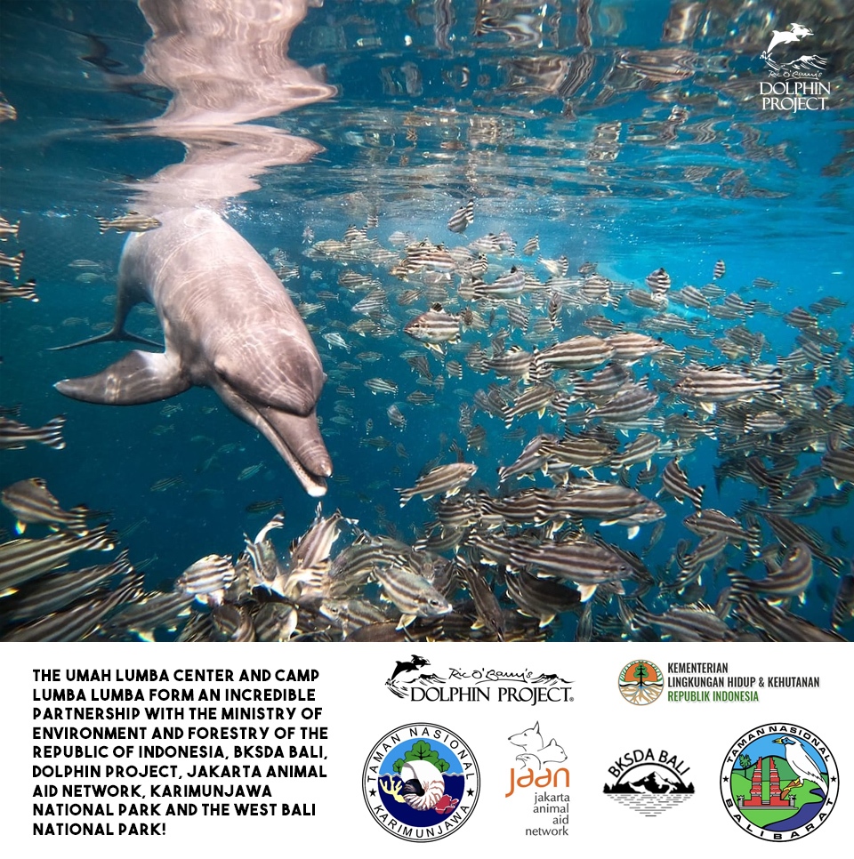 Rocky, Rambo and Johnny, continue to thrive in the restorative waters of the Umah Lumba Rehabilitation, Release and Retirement Center. Our 24/7 team is in the process of conducting a meticulous evaluation of the three boys. More on this at: bit.ly/3upLjsL
#DolphinProject