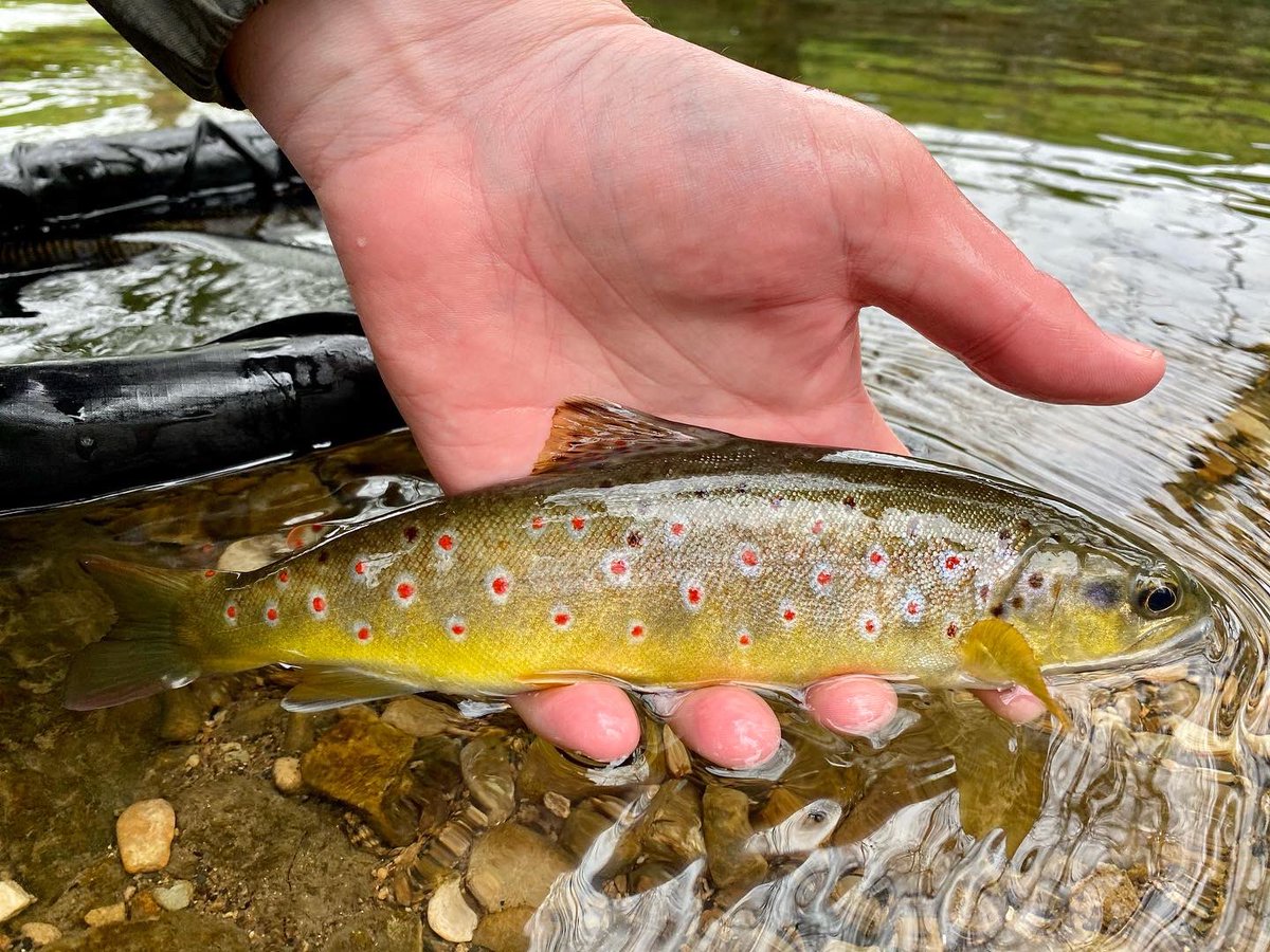 FlySedge's tweet image. Gold! Be happy catching these all day ! #flyfishing #sedgefly #flyfishinglife #wildbrowntrout