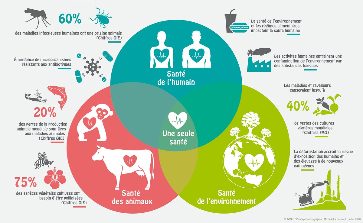 #JournéeMondialeDeLaSanté 
La #Covid19 nous rappelle que la #santé n’a pas de frontières 🗺️
Pas de frontières non plus entre la santé humaine, animale et environnementale #OneHealth
Continuons à travailler ensemble pour construire un monde en meilleure santé
Infog. @INRAE_France