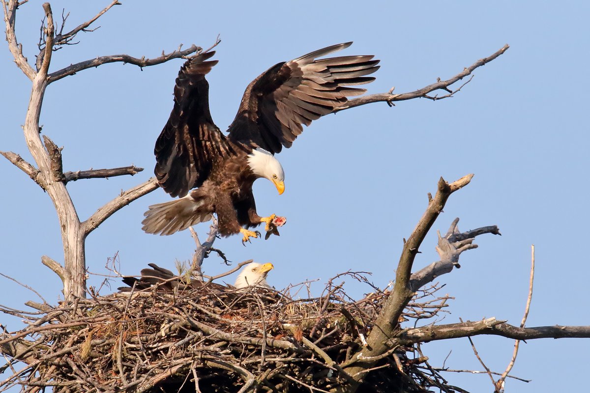 U.S. Fish and Wildlife on Twitter "Time for dinner! Unlike many birds