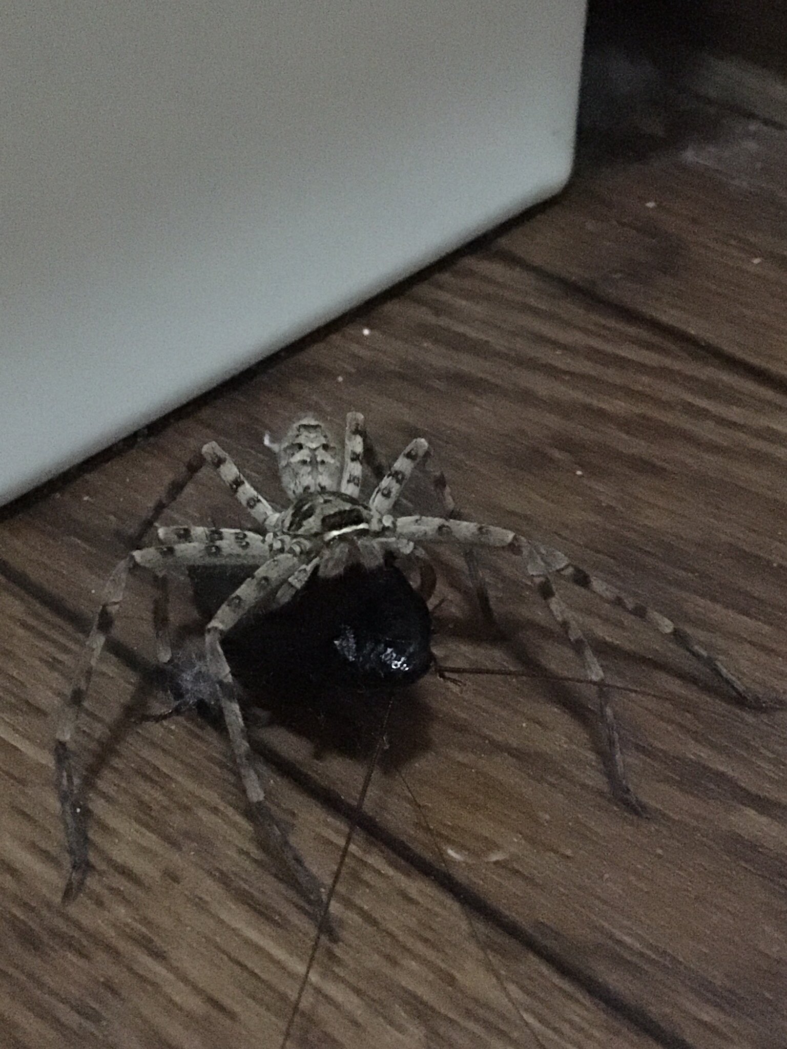 いいはらちえた Al Twitter 市原家の蜘蛛は優秀であります T Co Cpifejwoba Twitter