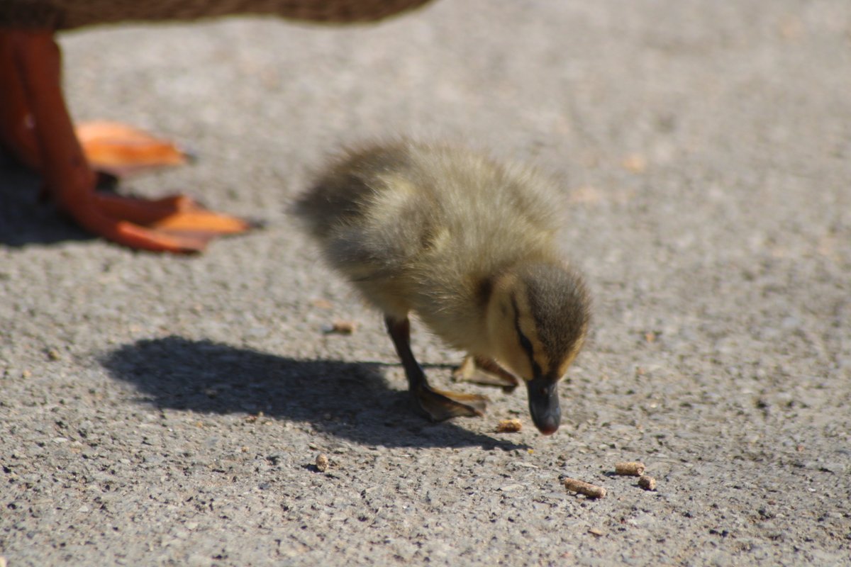 Don't mind me.Just placing baby ducks in your timeline.Baby duck thread - Part 4