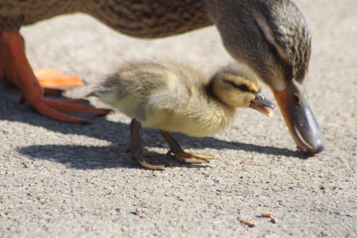 Don't mind me.Just placing baby ducks in your timeline.Baby duck thread - Part 4