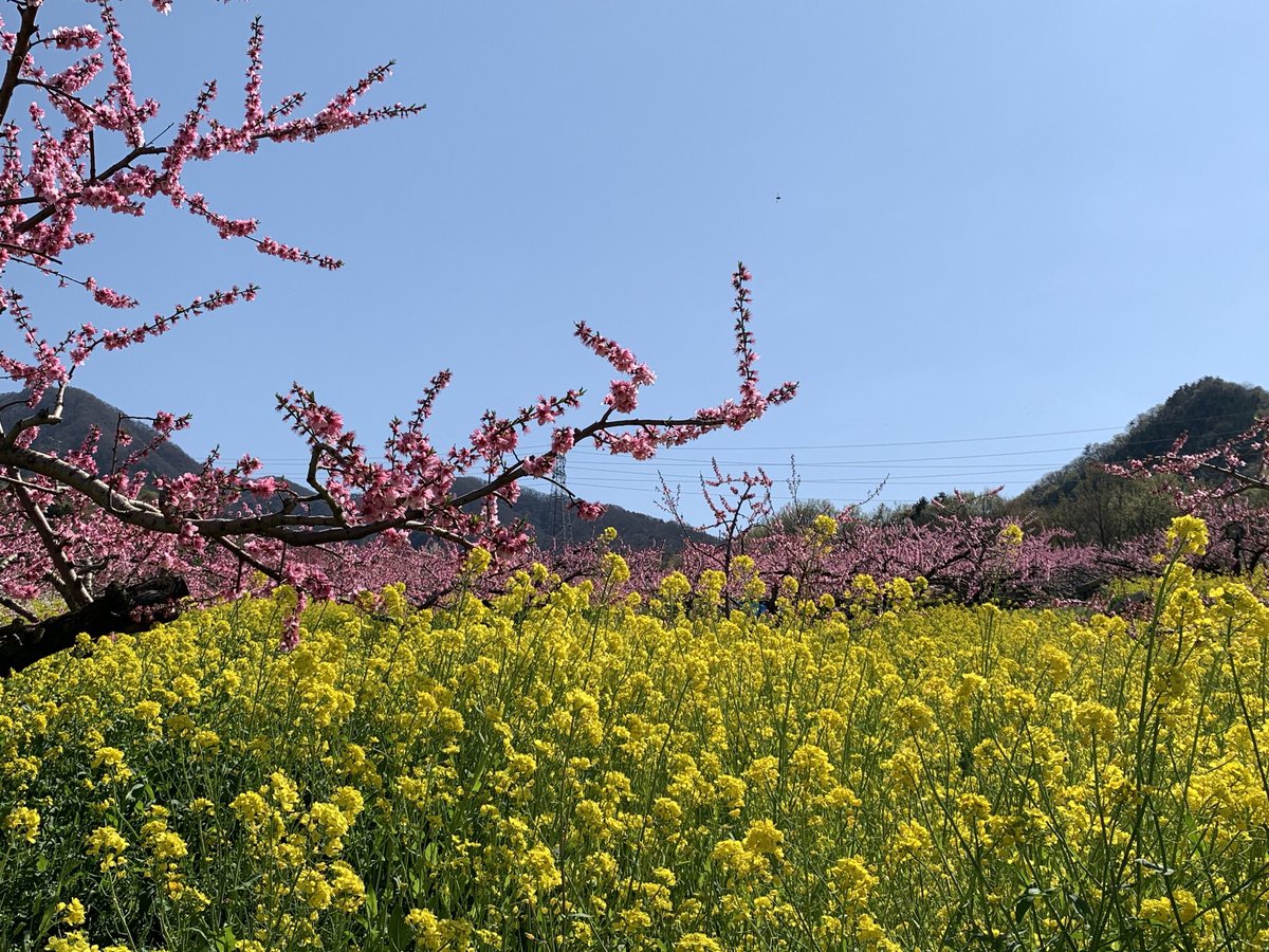 Uzivatel なおしぃのぶら巡り Na Twitteru 甲府盆地の春 菜の花と桃花 そして眼下に広がる甲府盆地 風景 風景写真 景色 景色好きな人と繋がりたい 甲府盆地 菜の花 Uzivatel なおしぃのぶら巡り Na Twitteru 甲府盆地の春 菜の花と桃花 そして眼下に広がる甲府盆地 風景 風景写真 景色 景色好きな人と繋がりたい 甲府盆地 菜の花