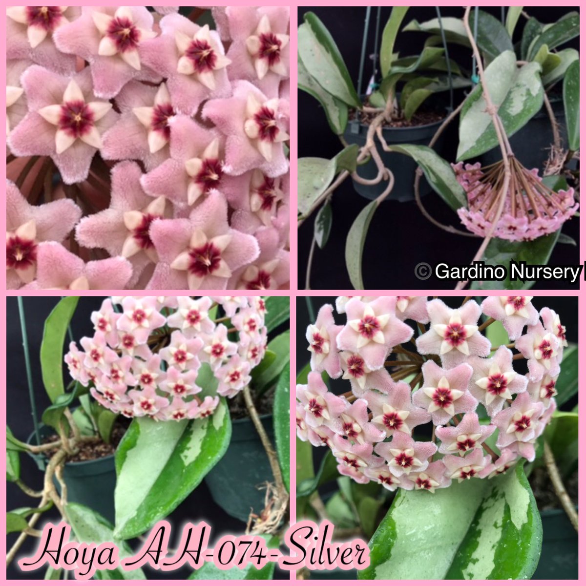 Hoya AH-074-Silver. A hybrid from AH Hoya nursery in Thailand