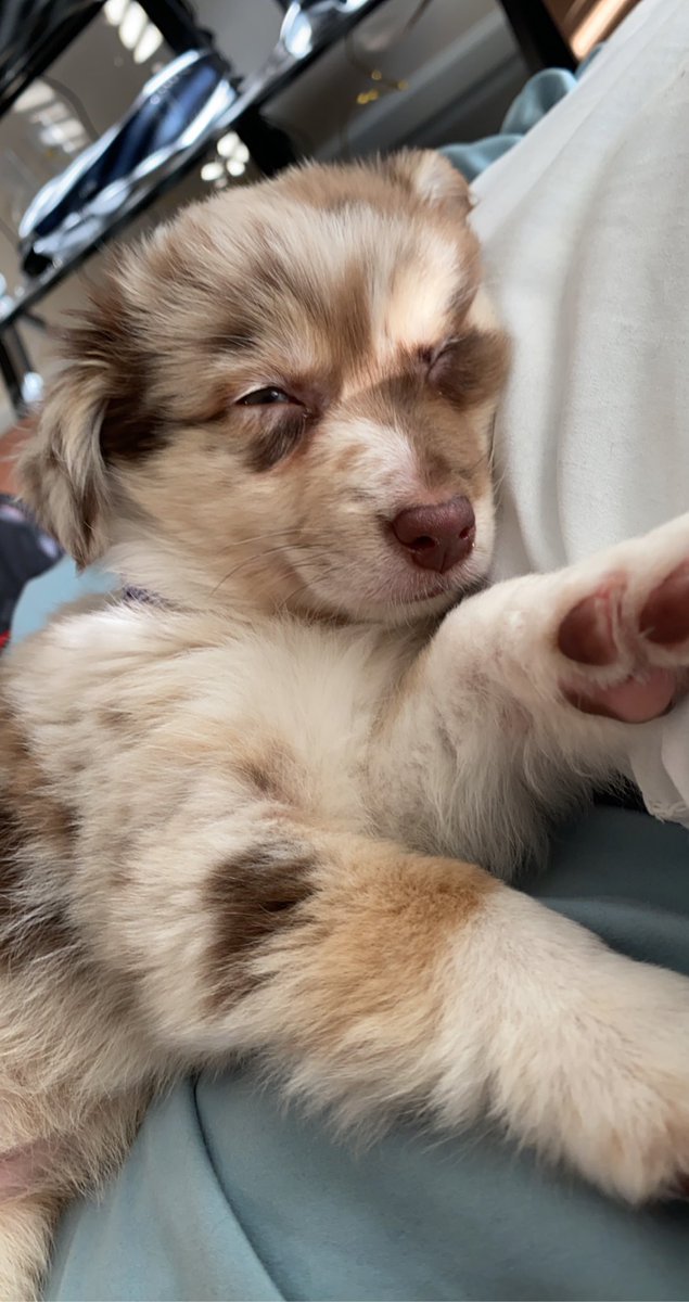 magssr's tweet photo. twitter meet my 2 month old baby girl, ember the aussie 🐾💛 https://t.co/HXcaw6cJ0Y