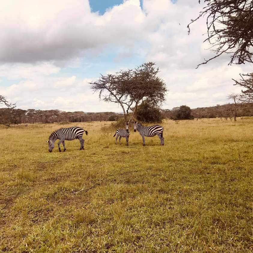 WildfriendsUG's tweet photo. We finalized with a #GameDrive at #LakeMburoNP, the famous #WhispersoftheWild. #Buffalo, #Impals #Zebras etc were the usual residents sighted! 
Join next time and we #ExploreUganda 
#ZuruBunyonyi https://t.co/o0OKUfZUmk