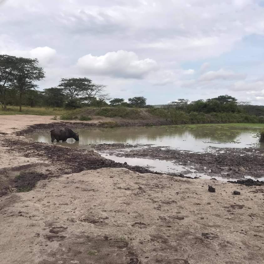 WildfriendsUG's tweet photo. We finalized with a #GameDrive at #LakeMburoNP, the famous #WhispersoftheWild. #Buffalo, #Impals #Zebras etc were the usual residents sighted! 
Join next time and we #ExploreUganda 
#ZuruBunyonyi https://t.co/o0OKUfZUmk