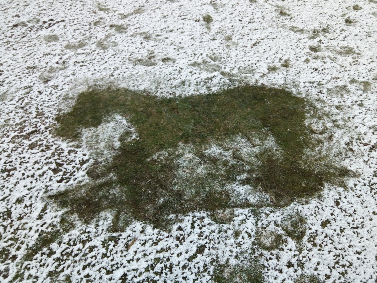 So apparently it snowed this morning and 'someone' aka Splash was having a little lie down at the time This is genuine by the way. I wonder if I've just discovered the original inspiration behind the Uffington White Horse? #snowpony #snowangel @nationaltrust @EnglishHeritage