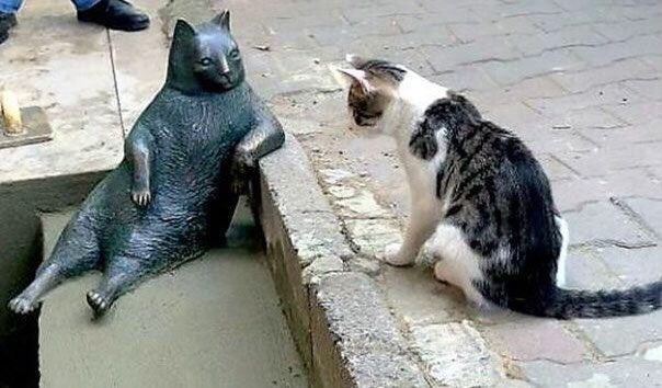 イスタンブールの名物猫トンビリ氏 亡くなっていた しかし彼女の貫禄は永遠に Togetter
