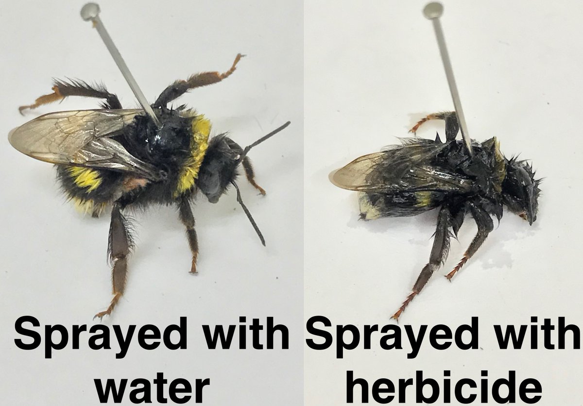 NEW RESEARCH: Roundup, the worlds most used weedkiller, can kill bumble bees! Why this is important and what it means for pesticides, a thread:  https://doi.org/10.1111/1365-2664.13867 1/17