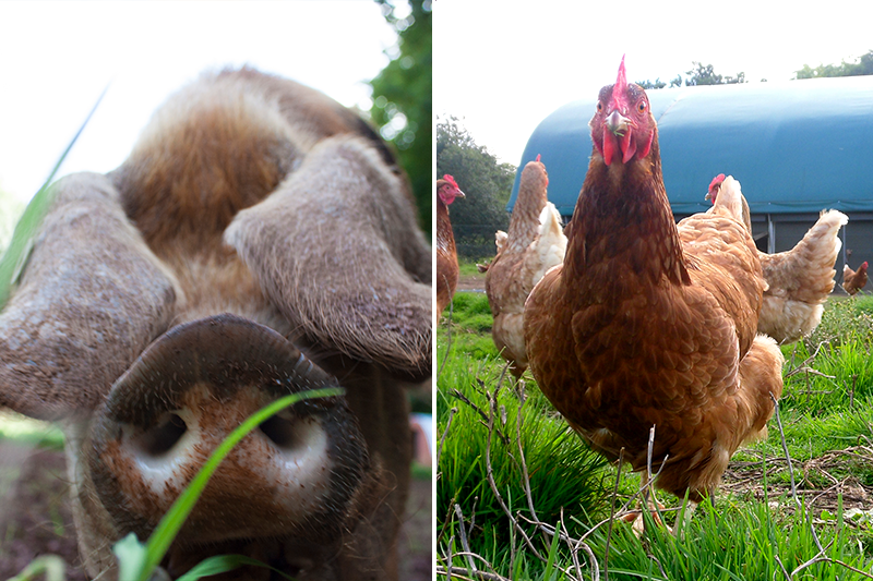 SoilAssociation's tweet image. 1/4 Pig &amp;amp; poultry farmers

Farmer-led research with @ecofeed has seen fascinating trials &amp;amp; practical findings, offering possible opportunities to move away from imported soya-based feed, towards regionally-grown organic alternatives.

Read on …