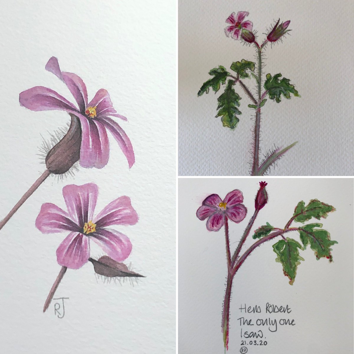 AWatercolour's tweet photo. This morning’s therapy! As the world turns I’m pleased to see that a year on my skills are developing (see the second picture - the two on the right were this time last year!)
Thanks to @Davidjsalter for the amazing photo gallery - clearly a man of many talents! 👏👏 https://t.co/p2xclrOtwI