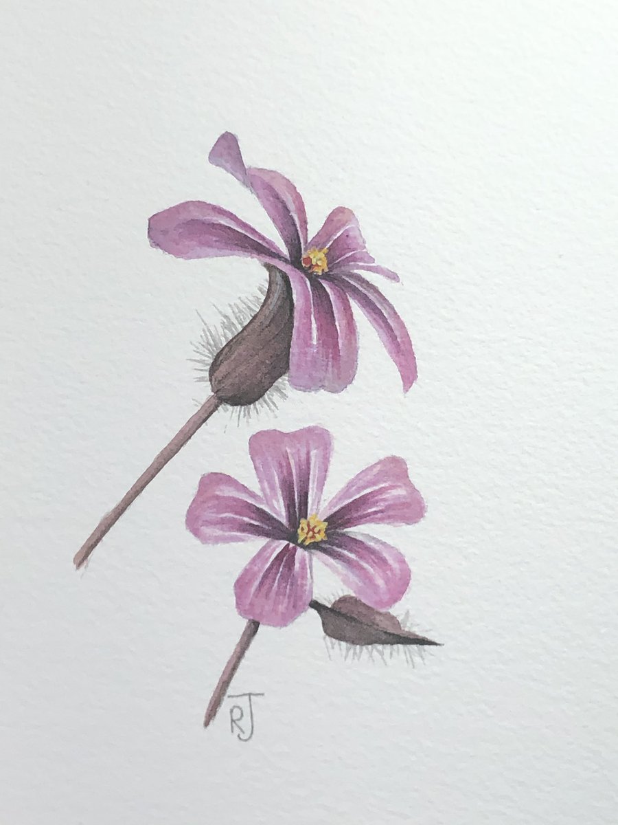 AWatercolour's tweet photo. This morning’s therapy! As the world turns I’m pleased to see that a year on my skills are developing (see the second picture - the two on the right were this time last year!)
Thanks to @Davidjsalter for the amazing photo gallery - clearly a man of many talents! 👏👏 https://t.co/p2xclrOtwI