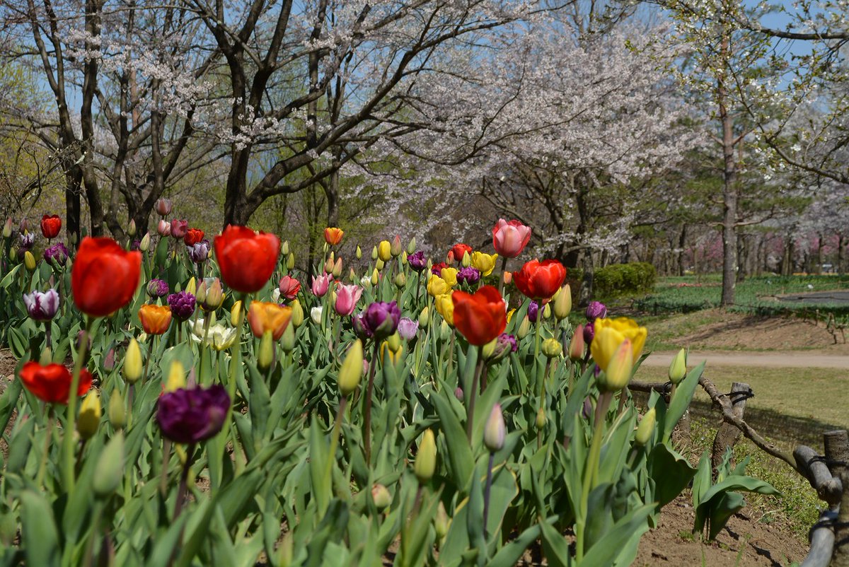 国営アルプスあづみの公園 堀金 穂高地区 早咲きチューリップが一部7 8分咲きになっていますが 咲き始め まだ つぼみの チューリップの品種もあります 全体的な見ごろは4月中旬ごろになりそうです 国営アルプスあづみの公園 安曇野 チューリップ
