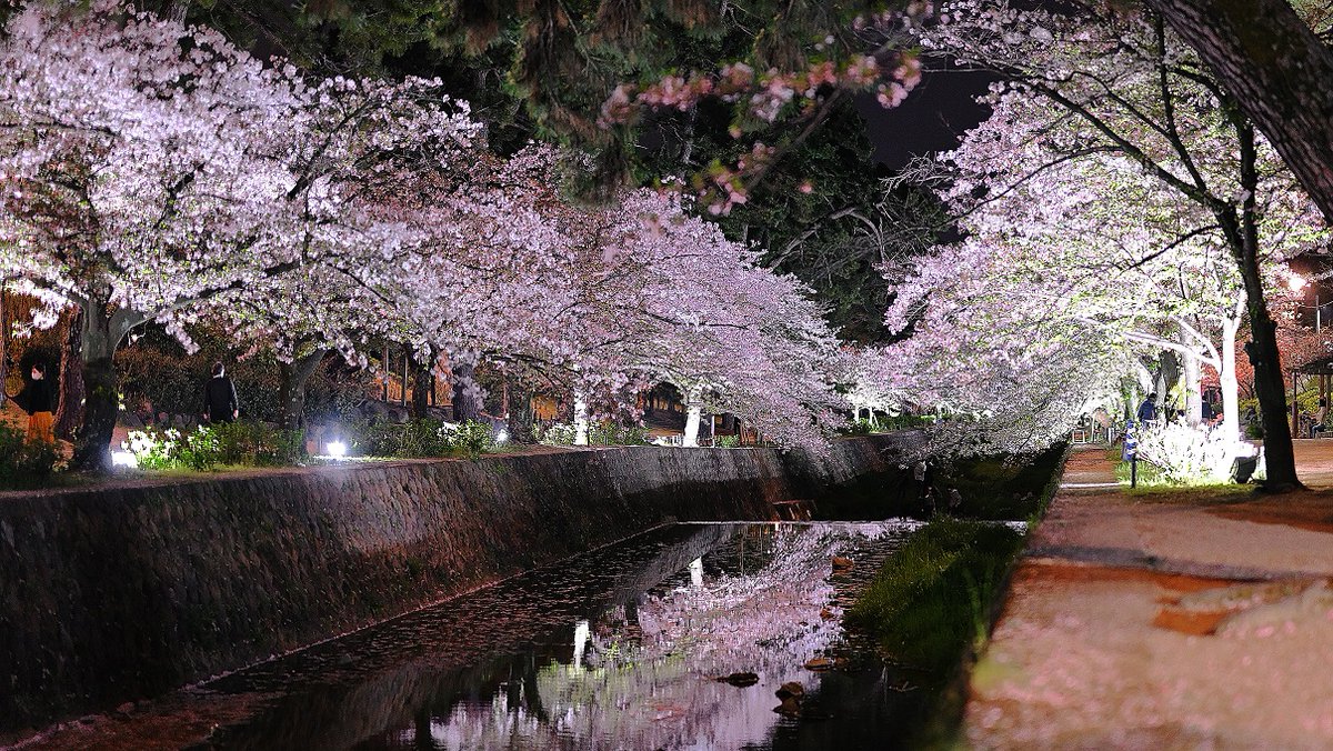 Ior Kamitani 桜の花 桜夙川河川敷 夜間ライトアップ コントラスト 夙川 Photography Photo Flower Petal Delicate Blight Fineart Artwork Lighting Traditionalart Beautiful 花 ファインダー越しの私の世界 Lighting Grasshouse Leaf
