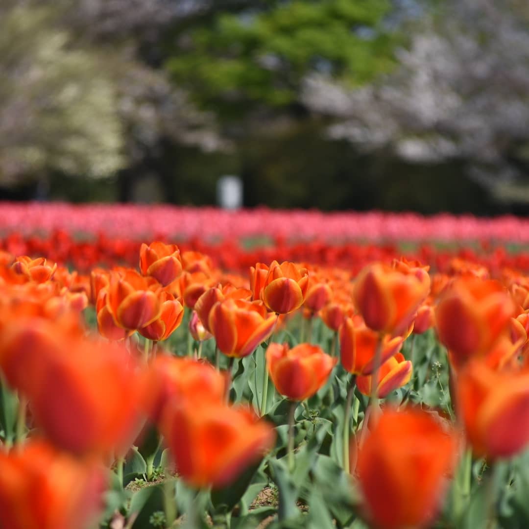 大宮花の丘農林公苑 大宮花の丘農林公苑