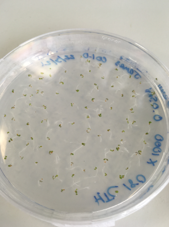 Things are growing.... 🌱

Our plant technician, James, has begun trialling #sargassum as a fertiliser over at <a href="/UniofExeter/">University of Exeter</a>